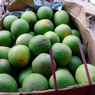 Bưởi da xanh Bến Tre loại ép nước
