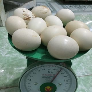 Trứng gà ta gà tre giá linh hoạt