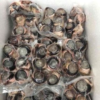 Mắt cá ngừ