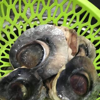 Mắt cá ngừ
