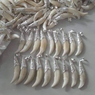 nanh sói bọc bạc ta