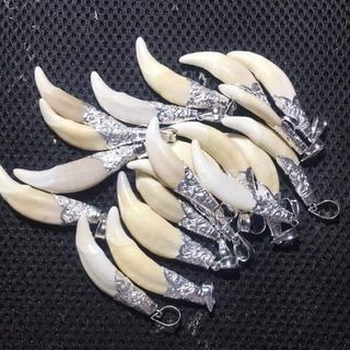 nanh sói bọc bạc ta