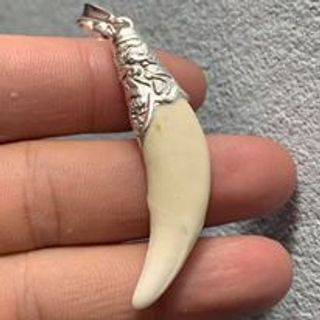 nanh sói bọc bạc ta