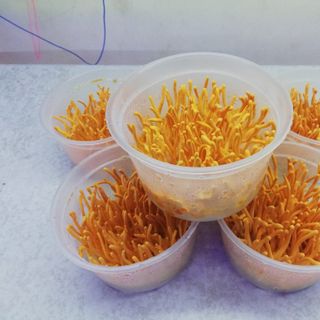 Đông trùng hạ thảo sấy khô hũ 15g