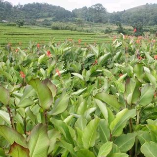 Miến dong Phia Đén - đặc sản Cao Bằng