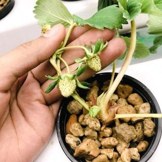Ống thủy canh trồng cây ăn quả
