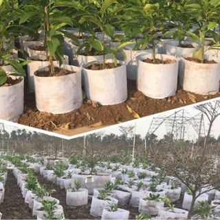 Túi vải trồng cây 25x20cm giá sỉ giá bán buôn