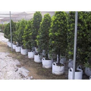Túi vải trồng cây 30x25cm 2 quai xách kích thước giá sỉ giá bán buôn