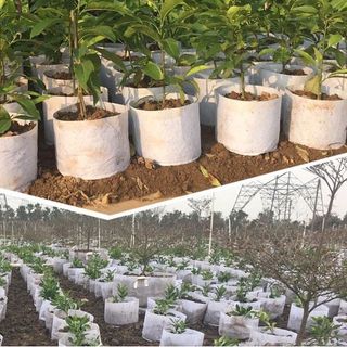 Túi vải trồng cây 50x40cm 2 quai xách kích thước giá sỉ giá bán buôn