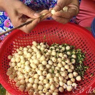 Hạt Sen Tươi