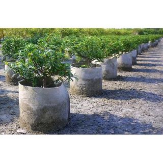 Túi vải trồng cây kích thước 35x30cm 2 quai xách giá sỉ giá bán buôn