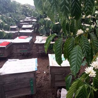 Mật hoa caffe thượng hạng