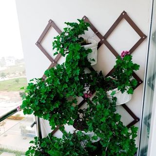 giàn hoa mắt cáo quả trám