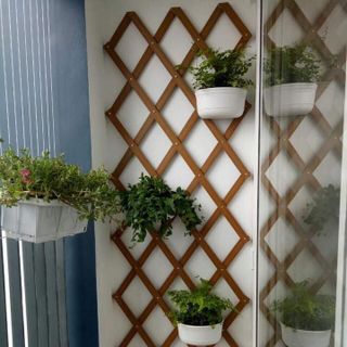 giàn hoa mắt cáo quả trám