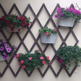 giàn hoa mắt cáo quả trám