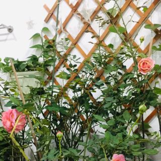 giàn hoa mắt cáo quả trám