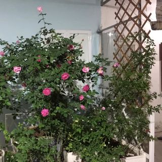 giàn hoa mắt cáo quả trám