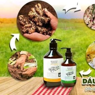 Dầu gội làm từ Gừng