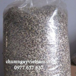 Hạt chùm ngây 1kg