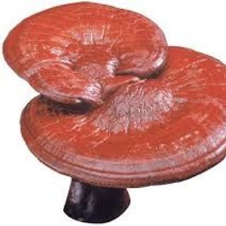 Coffee Linh Chi Bio Reishi Coffee