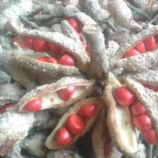 hạt dổi xanh