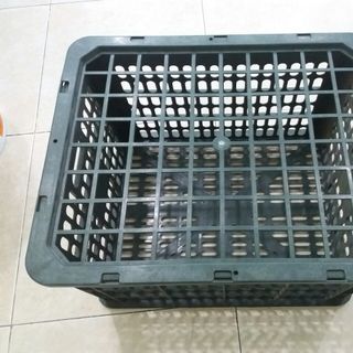Bán buôn rổ xoài 20kg Phú Hòa An số lượng lớn giá rẻ
