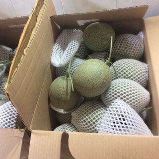 Dưa Lưới TL3 Được trồng trong nhà kính theo tiêu chuẩn công nghệ cao VietGlobal Hàng rât giòn ngot độ ngọt đạt 15brix trái tu 14-16 kg/quả Giá sỉ 45k/kg Sỉ tu 50kg