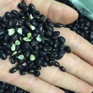 Đậu đen xanh lòng chuẩn đậu quê