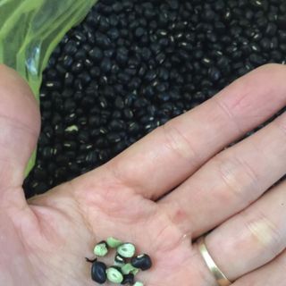 Đậu đen xanh lòng chuẩn đậu quê