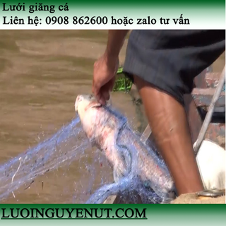 lưới giăng cá lớn trên sông