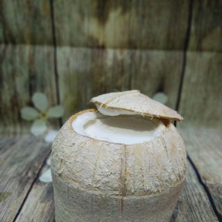 Rau câu trái dừa