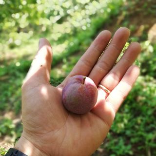 Mận bắc hà 100