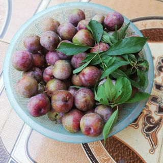 Mận bắc hà 100
