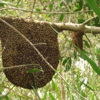 Mật ong ruồi tự nhiên cam kết nguyên chất 100 - tốt cho sức khỏe