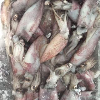 Mực ống