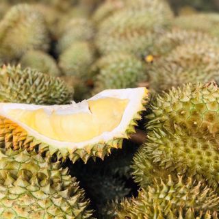 Múi sầu riêng đông lạnh được làm từ trái sầu riêng tươi ngon để đảm bảo được hương vị còn giữ được nguyên bản nhất Múi sầu riêng béo bùi dẻo ngọt cùng hương vị sầu riêng thơm lừng sẽ khiến bạn muốn ăn không ngừng Đóng gói Khay 450g Sỉ lẻ