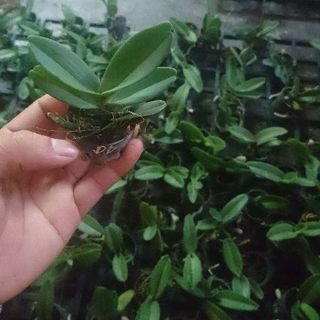 Nghinh xuân dòng lá mít