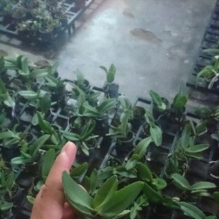 Nghinh xuân dòng lá mít