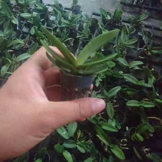 Nghinh xuân dòng lá mít