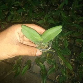 Nghinh xuân dòng lá mít