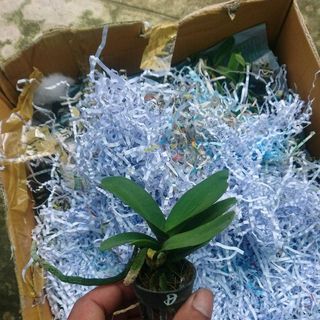 Lan giống Nghinh Xuân