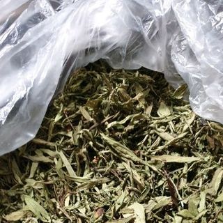 CỎ NGỌT CỎ MẬT NGUYÊN LÁ