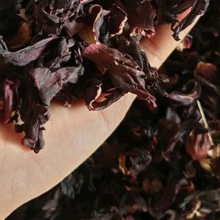HIBISCUS - HOA ACTISO ĐỎ