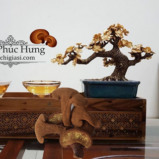Nấm linh chi nguyên tai 250gram - Xích Chi