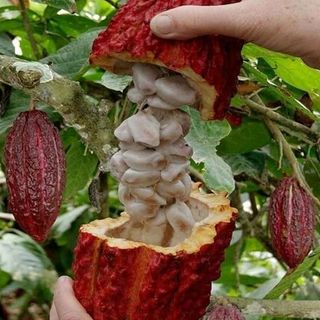 bột cacao nguên chất daklak
