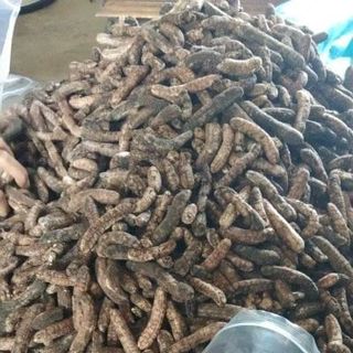 Chuối rừng khô Tây Nguyên