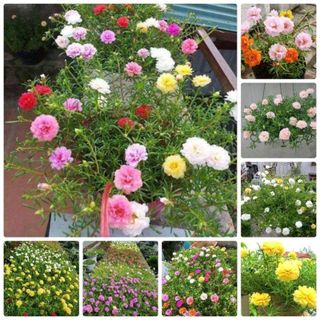 Hạt giống hoa mười giờ mix