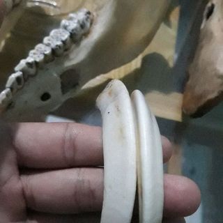 nanh heo rừng