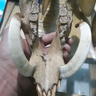 nanh heo rừng