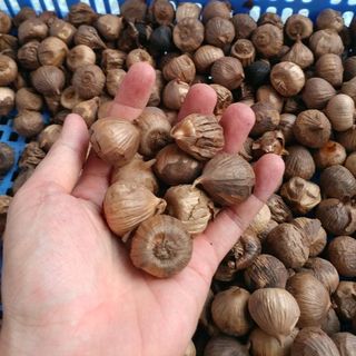 TỎI ĐEN SƠN LA